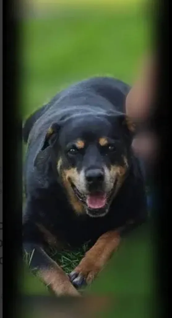 Lost dog, ротвейлер in Voronovo — identification photo, lost & found pet database Pathfinder