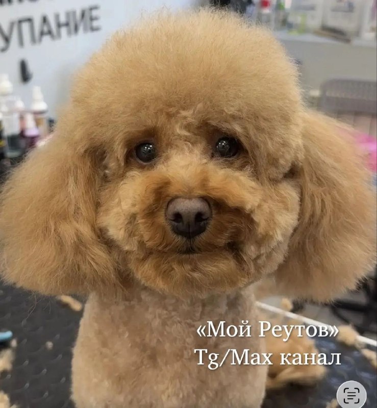 Lost ginger dog, пудель карликовый in Reutov — identification photo, lost & found pet database Pathfinder