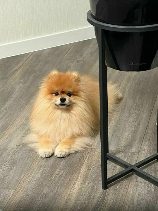 Lost ginger dog, шпиц in Pokrovka — identification photo, lost & found pet database Pathfinder