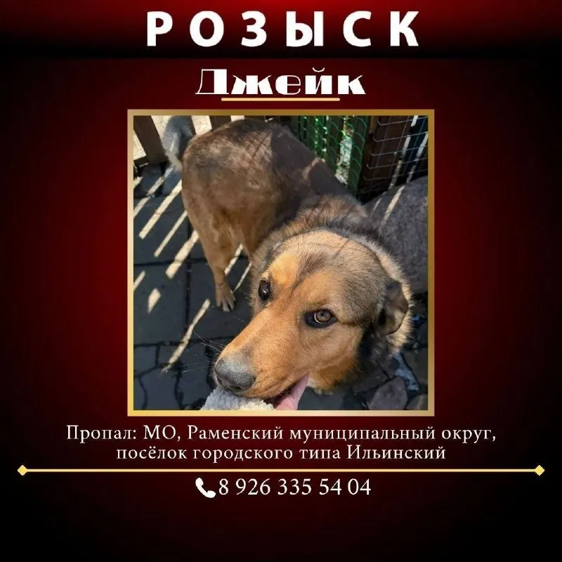 Lost cream dog, дворняга in Ilinskiy — identification photo, lost & found pet database Pathfinder