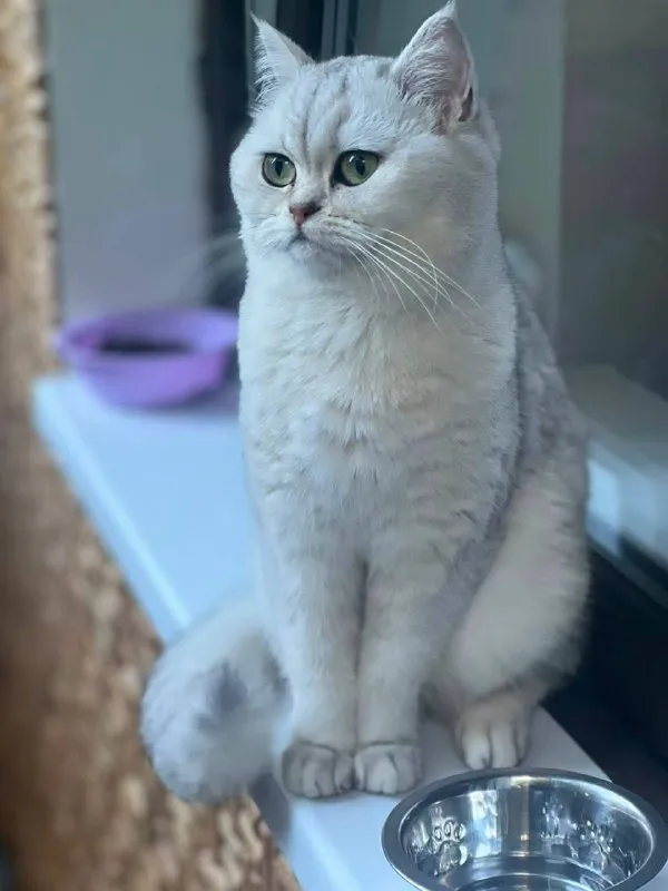 Lost silver cat in Perkhushkovo — identification photo, lost & found pet database Pathfinder