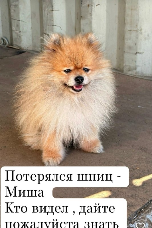 Lost ginger dog, шпиц in Perm — identification photo, lost & found pet database Pathfinder