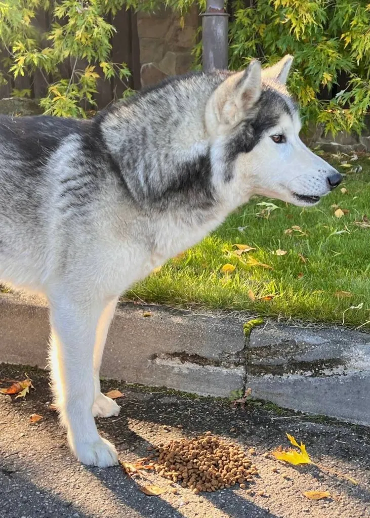 Found dog, хаски in Darna — identification photo, lost & found pet database Pathfinder