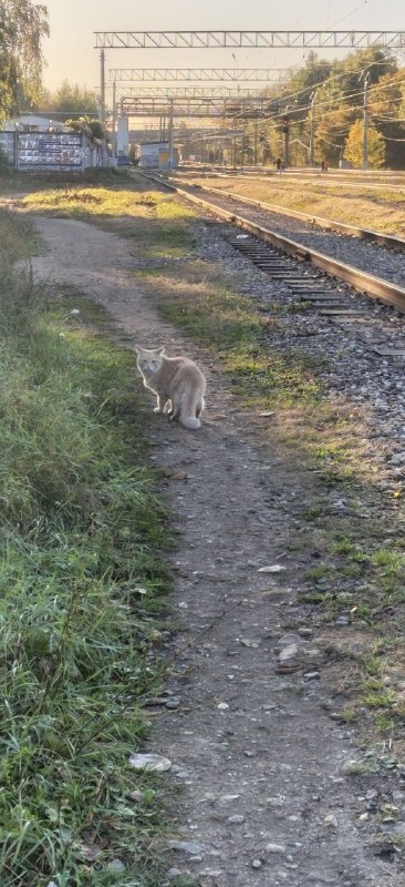 Found cat in Korolev — identification photo, lost & found pet database Pathfinder