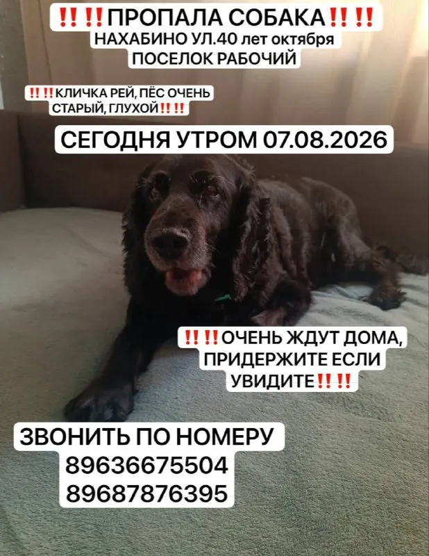 Lost brown dog in Nakhabino — identification photo, lost & found pet database Pathfinder