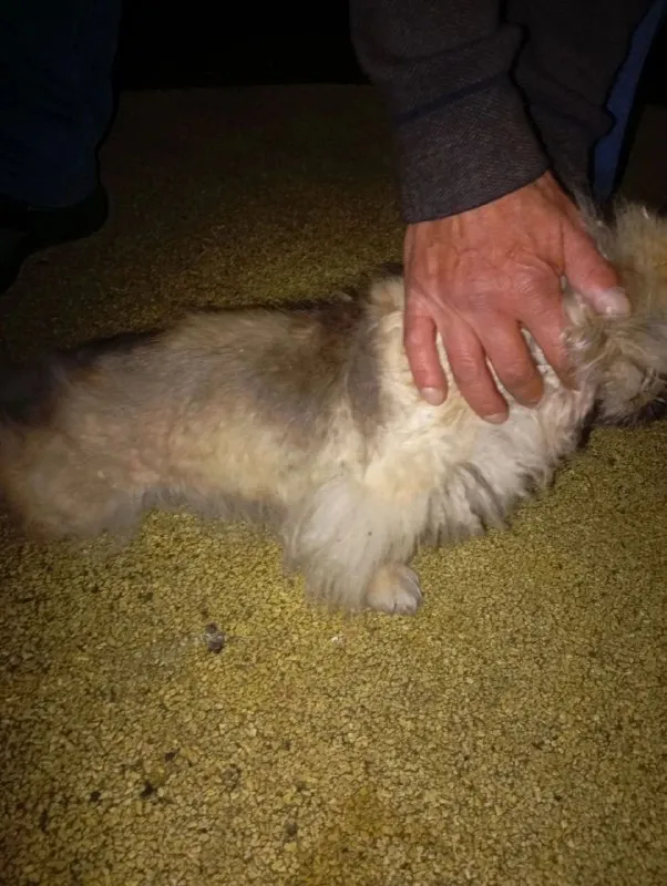 Adoptable cream dog, пекинес in Lyubertsy — identification photo, lost & found pet database Pathfinder