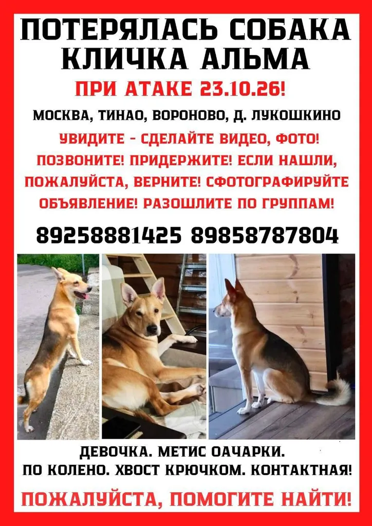 Lost dog, метис овчарки in Moscow — identification photo, lost & found pet database Pathfinder
