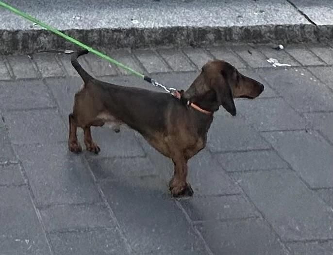 Lost brown dog, карликовая такса in Vlasovo — identification photo, lost & found pet database Pathfinder