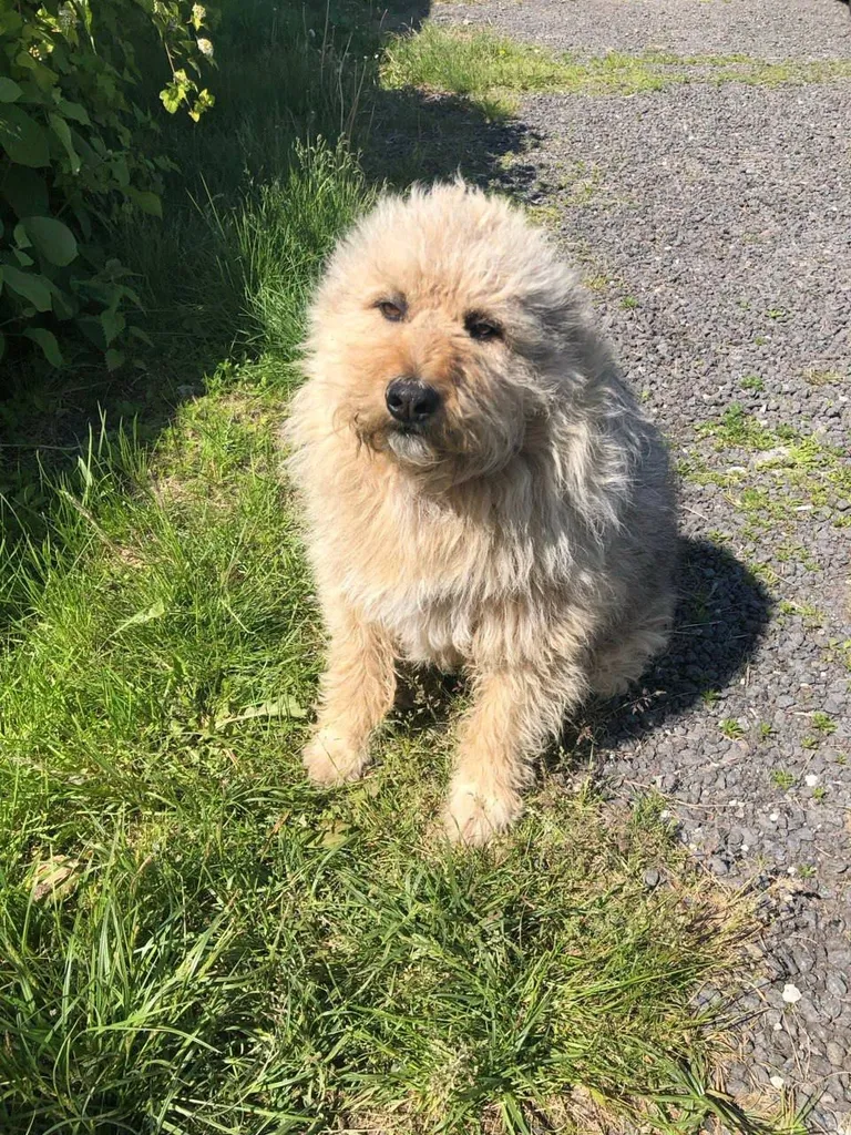 Lost dog in Voronovo — identification photo, lost & found pet database Pathfinder
