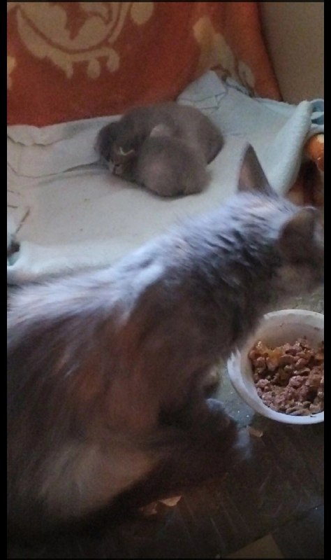 Adoptable gray cat in Volgograd — identification photo, lost & found pet database Pathfinder