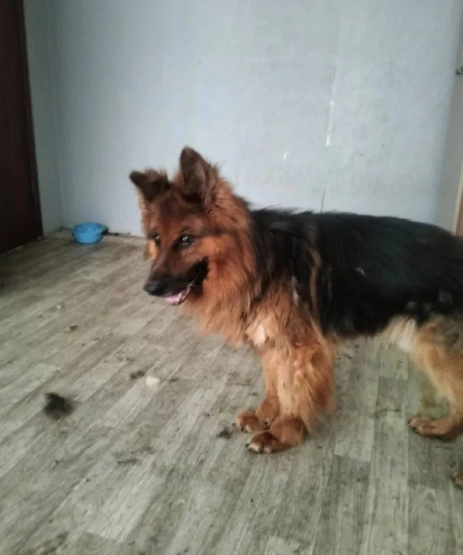 Adoptable brown dog, овчарка in Yekaterinburg — identification photo, lost & found pet database Pathfinder