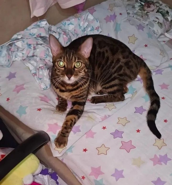 Adoptable brown cat, бенгальская in Volgograd — identification photo, lost & found pet database Pathfinder