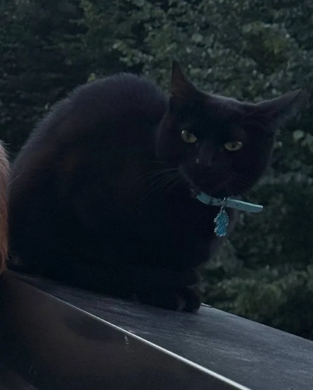 Lost cat in Balashikha — identification photo, lost & found pet database Pathfinder