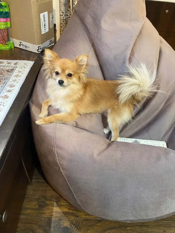 Lost cream dog in Putilkovo — identification photo, lost & found pet database Pathfinder