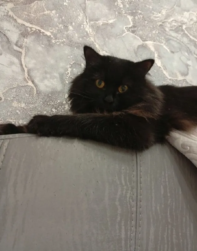 Lost black cat, фенотип сибирской in Kleymenovo — identification photo, lost & found pet database Pathfinder