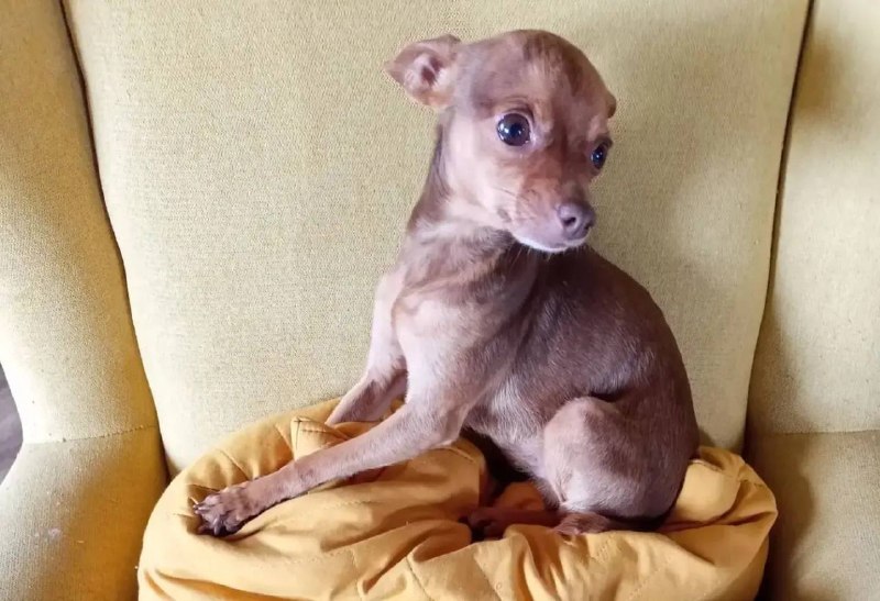 Lost brown dog, той-терьер in Sredneuralsk — identification photo, lost & found pet database Pathfinder