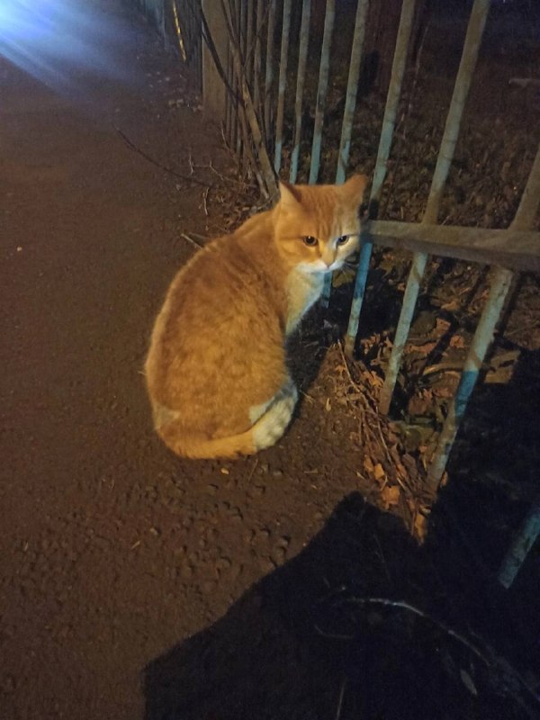 Found white cat in Yekaterinburg — identification photo, lost & found pet database Pathfinder