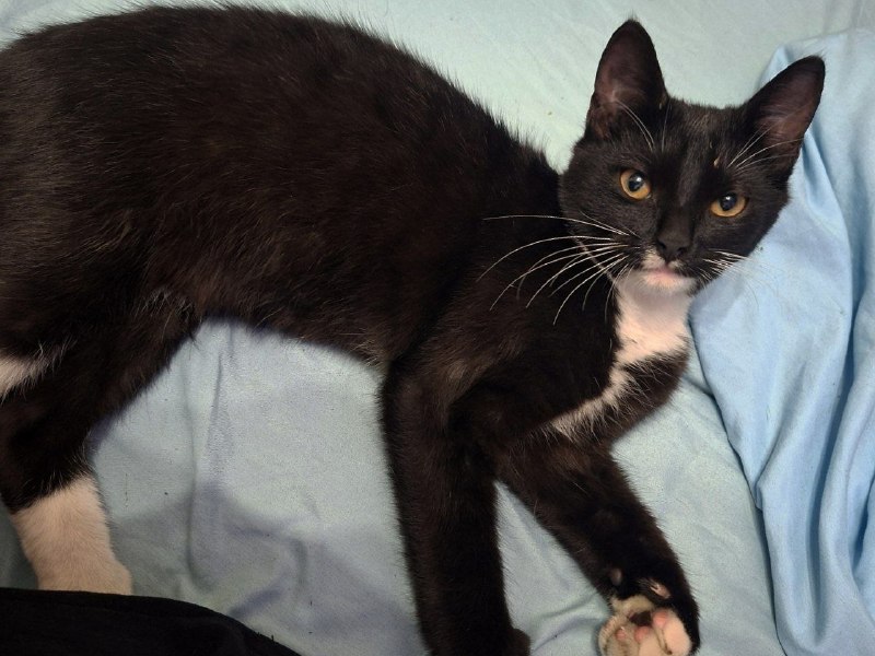 Found white cat in Saint Petersburg — identification photo, lost & found pet database Pathfinder