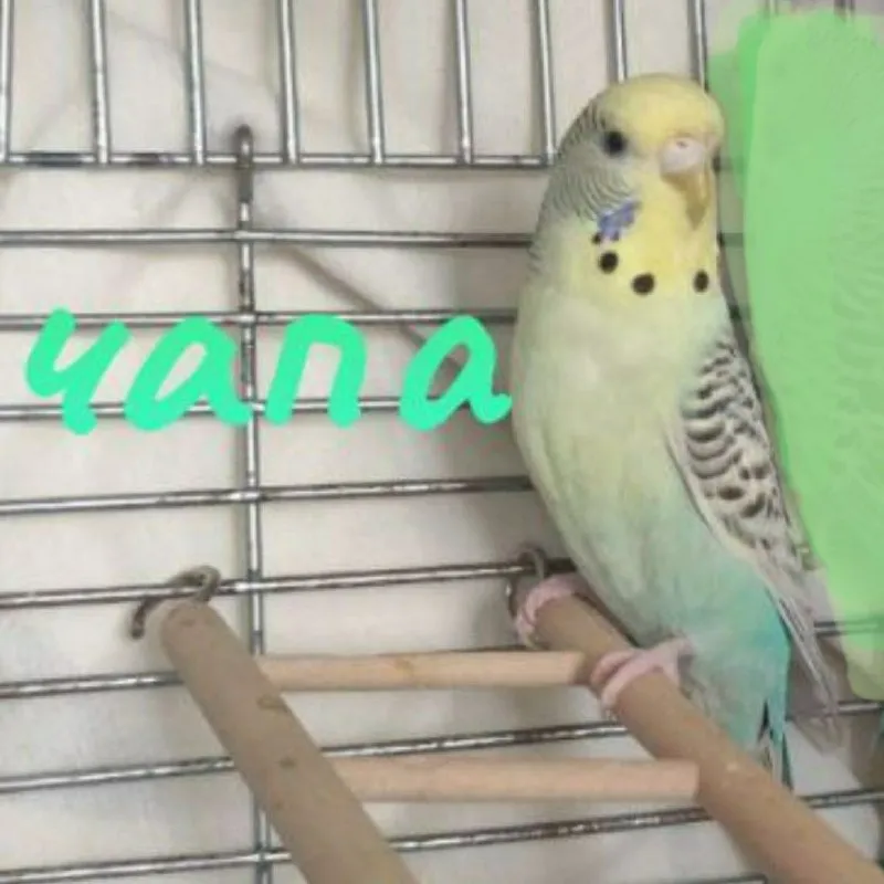 Lost pet, волнистый попугайчик in Saint Petersburg — identification photo, lost & found pet database Pathfinder