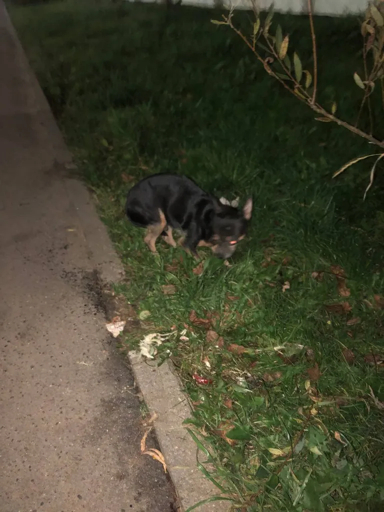 Found dog, чихуахуа in Opalikha — identification photo, lost & found pet database Pathfinder