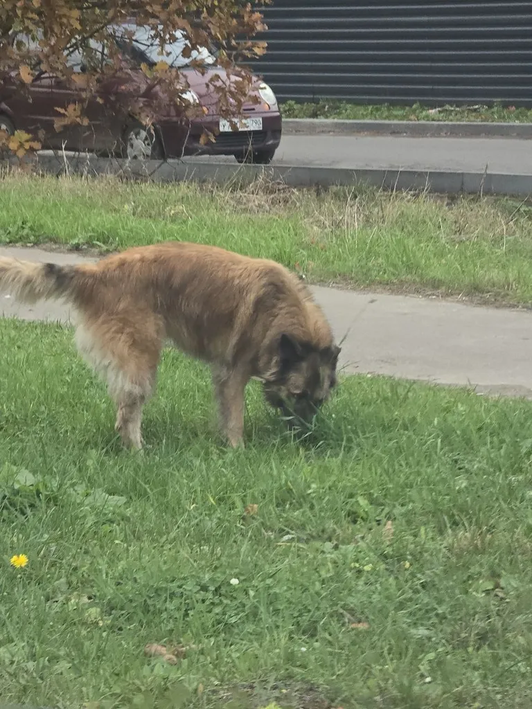 Found dog in Yurlovo — identification photo, lost & found pet database Pathfinder