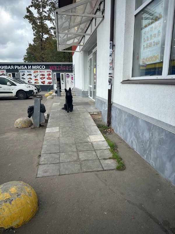Found black dog, овчарка in Polushkino — identification photo, lost & found pet database Pathfinder