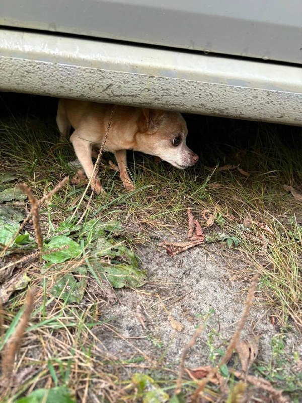 Lost ginger dog, той терьер in Egorevsk — identification photo, lost & found pet database Pathfinder