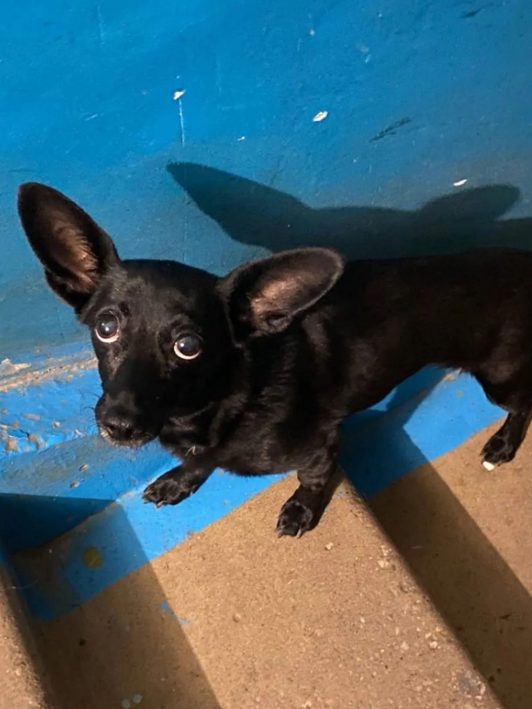 Found black dog in Novosibirsk — identification photo, lost & found pet database Pathfinder