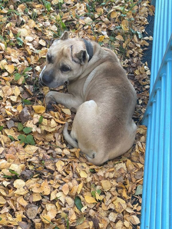 Found black dog, питбуль in Marusino — identification photo, lost & found pet database Pathfinder