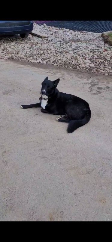 Found black dog in Lyskovo — identification photo, lost & found pet database Pathfinder