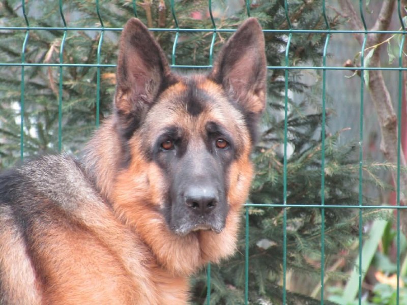Found dog, немецкая овчарка in Bolshoe Runovo — identification photo, lost & found pet database Pathfinder
