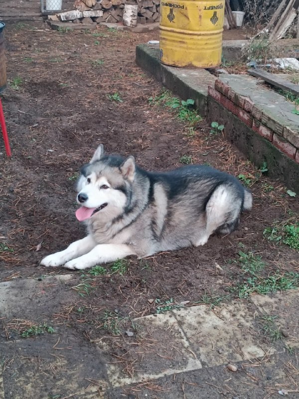 Adoptable dog, маламут in Perm — identification photo, lost & found pet database Pathfinder