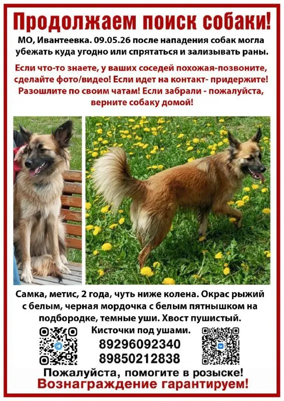 Lost cream dog, метис in Ivanteevka — identification photo, lost & found pet database Pathfinder