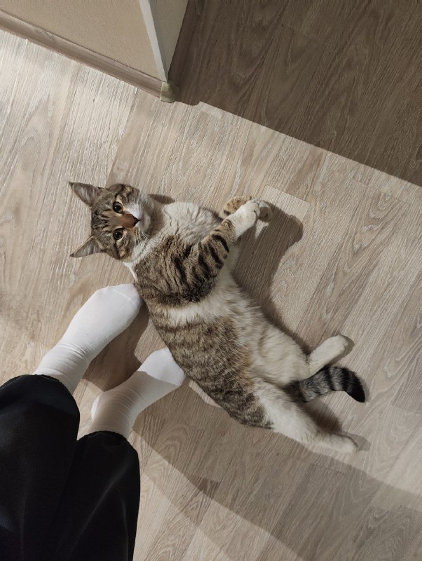 Found white cat in Perm — identification photo, lost & found pet database Pathfinder