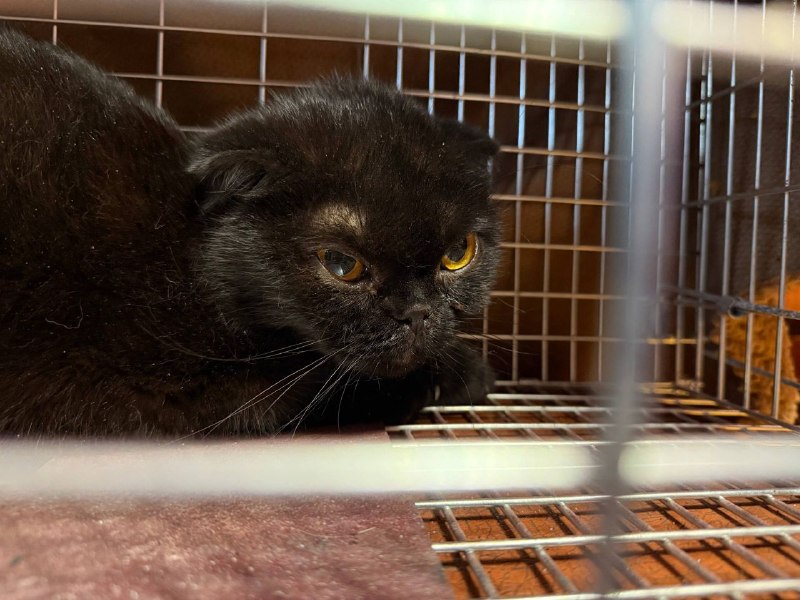Found black cat, вислоухий in Saint Petersburg — identification photo, lost & found pet database Pathfinder