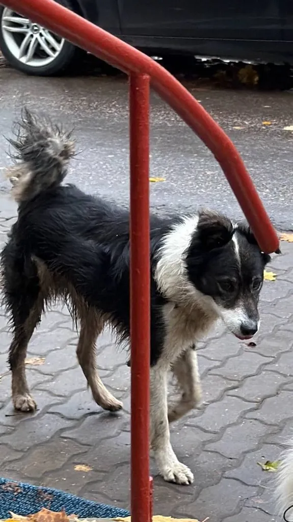 Found dog, метис in Istra — identification photo, lost & found pet database Pathfinder
