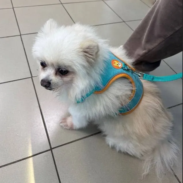 Found dog, шпиц in Mozhaysk — identification photo, lost & found pet database Pathfinder