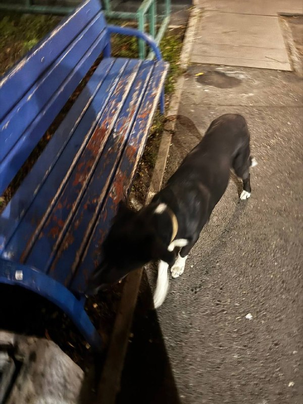 Found black dog in Yekaterinburg — identification photo, lost & found pet database Pathfinder