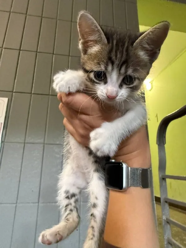 Adoptable white cat in Moscow — identification photo, lost & found pet database Pathfinder
