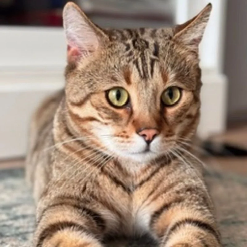 Lost brown cat in Kingisepp — identification photo, lost & found pet database Pathfinder