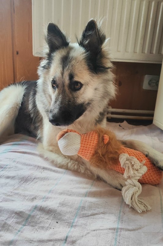 Lost fawn dog, дворняжка in Perm — identification photo, lost & found pet database Pathfinder