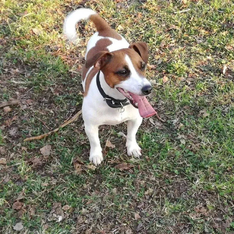 Lost white dog, джек рассел in Bogorodskiy — identification photo, lost & found pet database Pathfinder