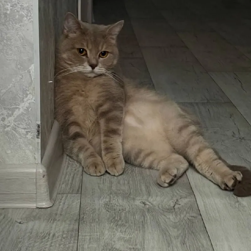 Lost cream cat, шотландец прямоухий короткошерстный in Saint Petersburg — identification photo, lost & found pet database Pathfinder