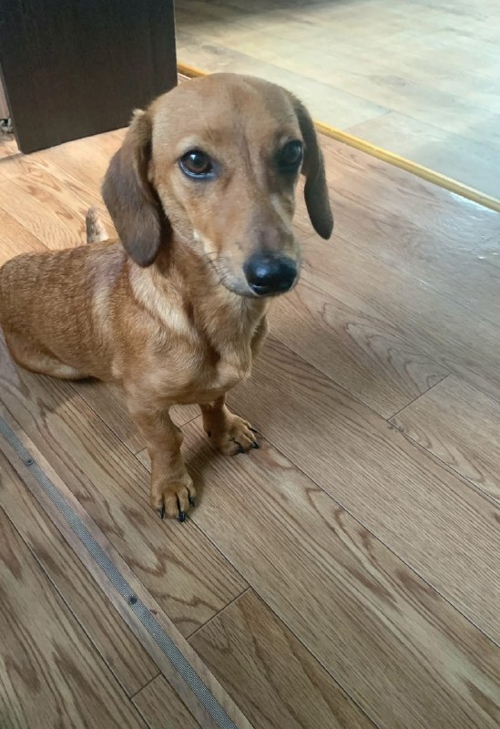 Adoptable ginger dog, такса in Ust Pizya — identification photo, lost & found pet database Pathfinder