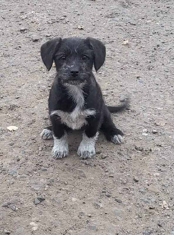 Adoptable black dog, терьер in Perm — identification photo, lost & found pet database Pathfinder