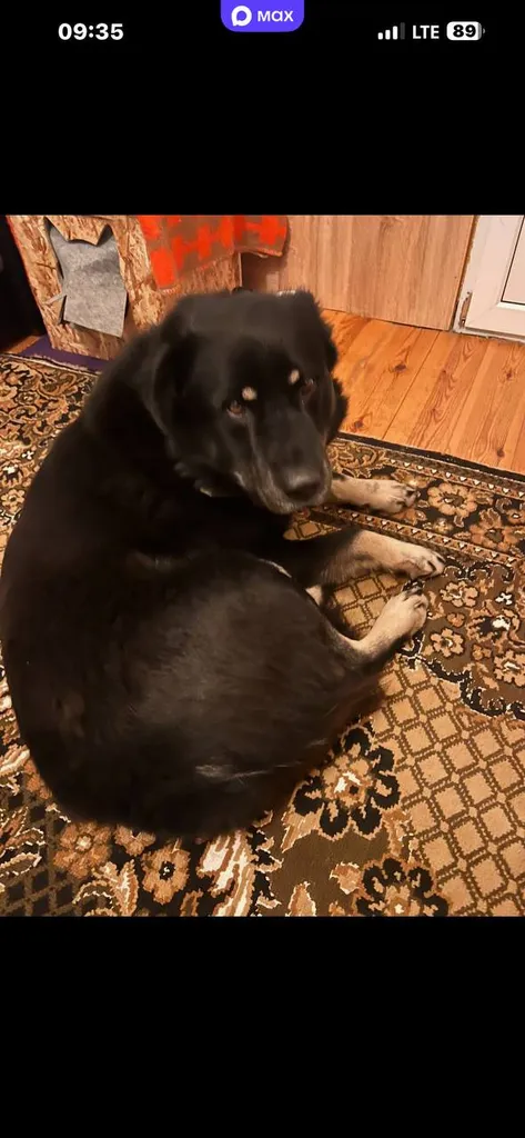 Lost black dog in Kubinka — identification photo, lost & found pet database Pathfinder