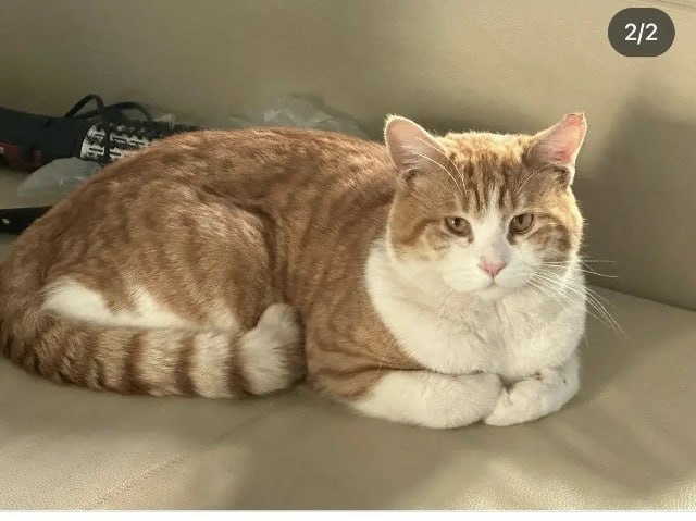 Lost cat in Saint Petersburg — identification photo, lost & found pet database Pathfinder