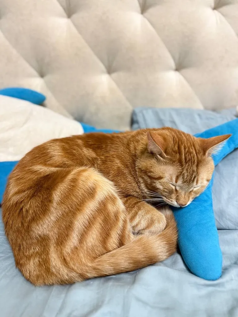 Lost cat in Podolsk — identification photo, lost & found pet database Pathfinder