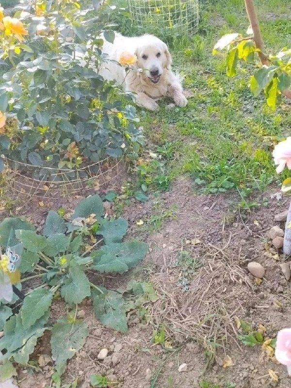 Lost dog, лабрадор in Domodedovo — identification photo, lost & found pet database Pathfinder