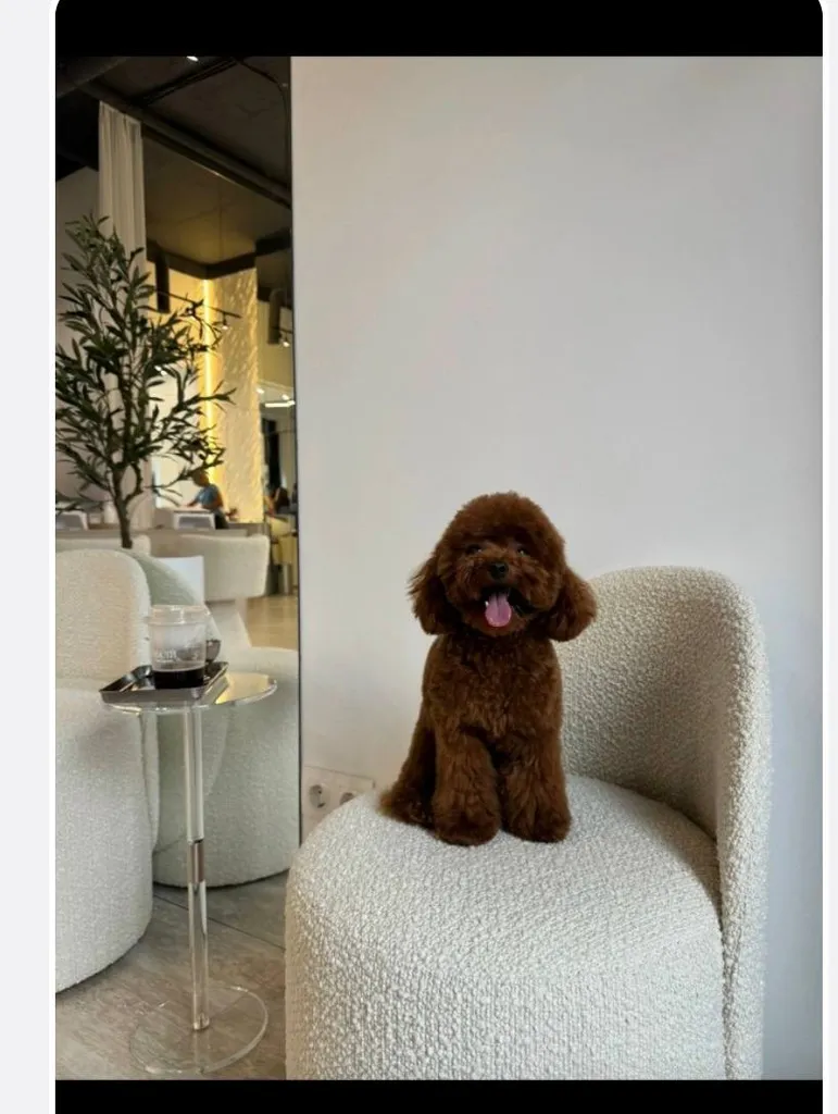 Lost brown dog, пудель in Malaya Vishera — identification photo, lost & found pet database Pathfinder